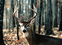 Previous Trophies: Whitetail 130-139