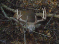 Recent Trophies: Whitetail 160-169