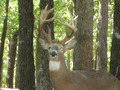 Recent Trophies: Whitetail 180-189